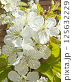 Spring white flowers of cherry blossoms blooming in the garden. Flowering trees 125632229