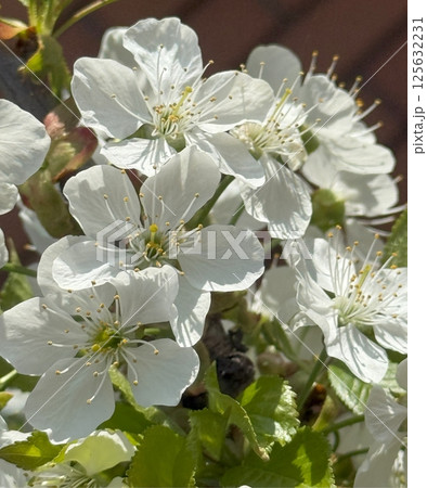 Spring white flowers of cherry blossoms blooming in the garden 125632231