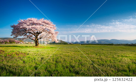 一本桜が咲く平原 125632422