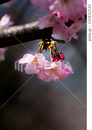 桜 思川桜(おもいがわざくら) 125632520