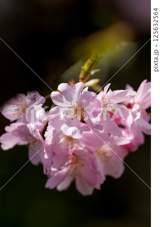 桜 思川桜(おもいがわざくら) 125632564