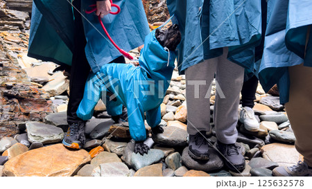 Dog in blue raincoat with group on rocky beach Dog in blue raincoat with group on rocky beach 125632578