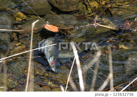 ナマズの産卵 雄が雌に巻き付いて産卵を促す ナマズの産卵 雄が雌に巻き付いて産卵を促す 125632736