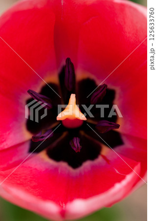 チューリップ　ピンク 125633760