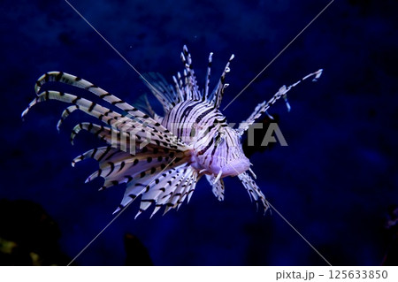 優雅に泳ぐミノカサゴ 優雅に泳ぐミノカサゴ 125633850