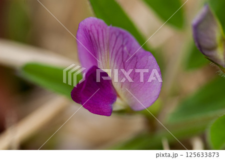 烏野豌豆 烏野豌豆 125633873