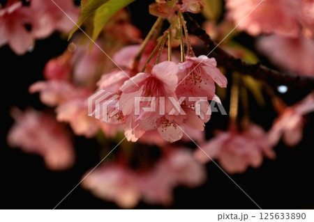 雨粒宿す「河津桜」 125633890