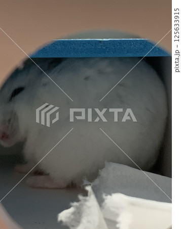 クレヨンしんちゃんみたいなハムスター、ハムケツ 125633915