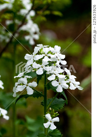 銀扇草(ぎんせんそう)の白花 125633926