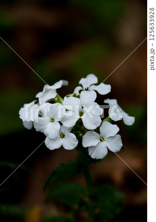 銀扇草(ぎんせんそう)の白花 125633928