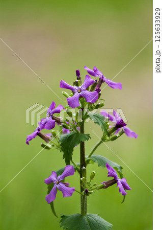 銀扇草(ぎんせんそう)の紫花 125633929