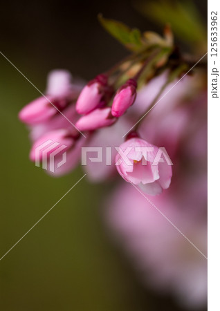 桜 思川桜(おもいがわざくら) 125633962