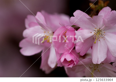 桜 思川桜(おもいがわざくら) 125633964