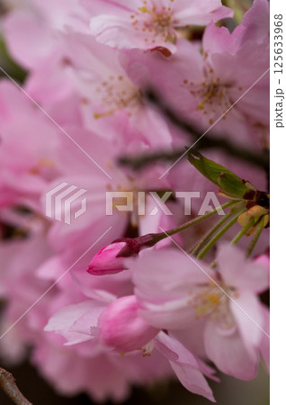 桜 思川桜(おもいがわざくら) 125633968