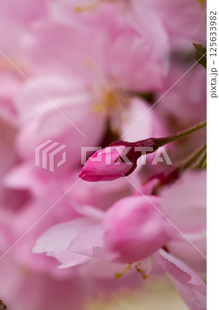 桜 思川桜(おもいがわざくら) 125633982