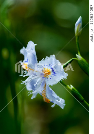 シャガ シャガ 125634097