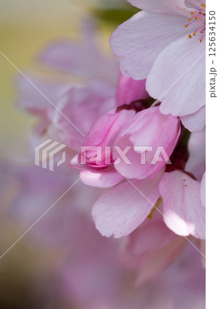 桜 思川桜(おもいがわざくら) 桜 思川桜(おもいがわざくら) 125634150