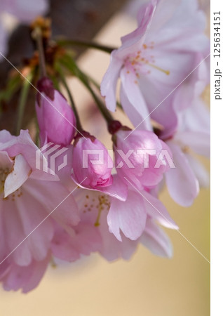 桜 思川桜(おもいがわざくら) 125634151