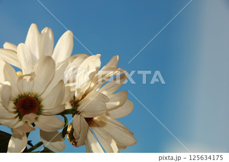a bouquet of flowers on a white background, a beautiful morning and the arrival of spring, 125634175