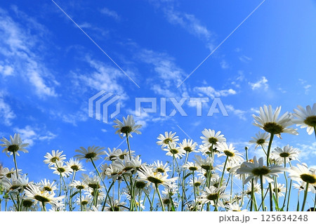 Summer abstract background with chamomile and blue sky, holiday concept with flowers, spring flower arrangement, still life, banner, postcard for Easter, mother's day, happy birthday, wedding, selecti 125634248