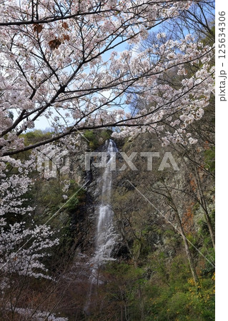 【香川県】桜咲く春の不動の滝カントリーパーク 125634306