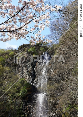 【香川県】桜咲く春の不動の滝カントリーパーク 125634308