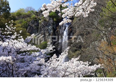 【香川県】桜咲く春の不動の滝カントリーパーク 125634309
