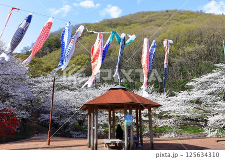 【香川県】桜咲く春の不動の滝カントリーパーク（桜と鯉のぼり） 125634310