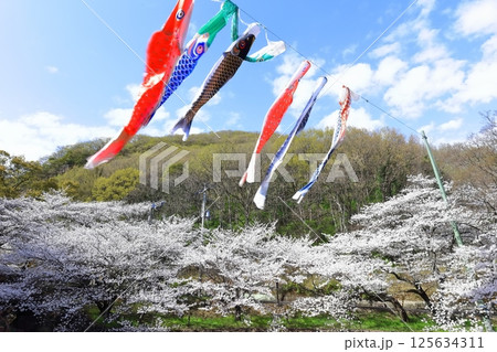 【香川県】桜咲く春の不動の滝カントリーパーク（桜と鯉のぼり） 125634311
