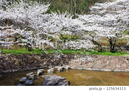 【香川県】桜咲く春の不動の滝カントリーパーク 125634313