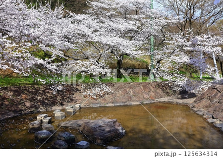 【香川県】桜咲く春の不動の滝カントリーパーク 125634314