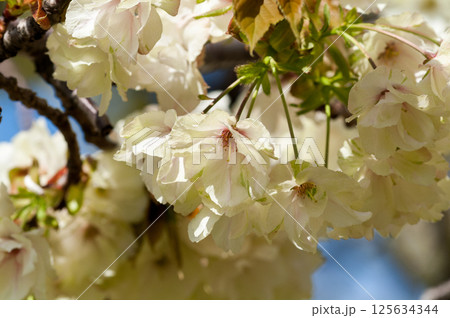 桜 信濃川・やすらぎ堤の鬱金桜 (うこんざくら) 桜 信濃川・やすらぎ堤の鬱金桜 (うこんざくら) 125634344