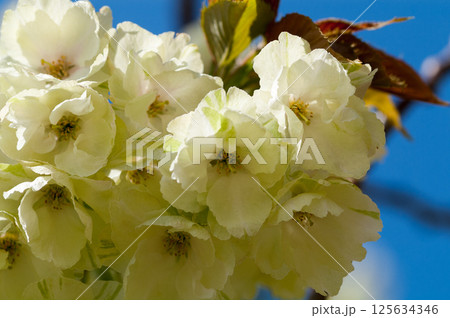 桜 信濃川・やすらぎ堤の鬱金桜 (うこんざくら) 桜 信濃川・やすらぎ堤の鬱金桜 (うこんざくら) 125634346