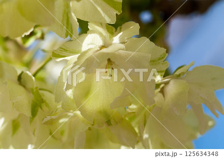桜 信濃川・やすらぎ堤の鬱金桜 (うこんざくら) 125634348