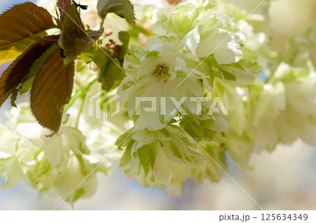 桜 信濃川・やすらぎ堤の鬱金桜 (うこんざくら) 125634349