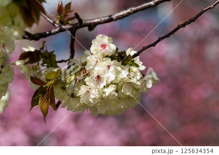 桜 信濃川・やすらぎ堤の化粧咲きの鬱金桜 (うこんざくら) 桜 信濃川・やすらぎ堤の化粧咲きの鬱金桜 (うこんざくら) 125634354