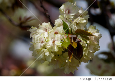 桜 信濃川・やすらぎ堤の化粧咲きの鬱金桜 (うこんざくら) 桜 信濃川・やすらぎ堤の化粧咲きの鬱金桜 (うこんざくら) 125634356