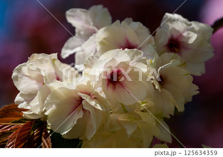 桜 信濃川・やすらぎ堤の化粧咲きの鬱金桜 (うこんざくら) 125634359