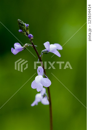 松葉海蘭 125634414