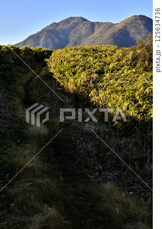 天子山地の竜ヶ岳の尾根道より眺めるタカデッキと雨ヶ岳 天子山地の竜ヶ岳の尾根道より眺めるタカデッキと雨ヶ岳 125634736