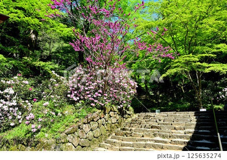 室生寺 境内 室生寺 境内 125635274