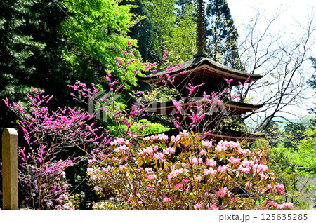 室生寺　五重塔 125635285