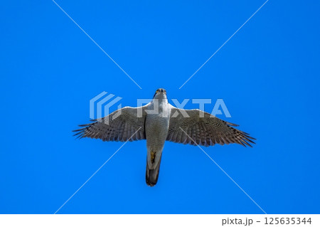 青空バックに頭上を悠然と飛ぶオオタカ成鳥 青空バックに頭上を悠然と飛ぶオオタカ成鳥 125635344