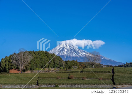 青空バックに見る富士山と広大なお茶畑の絶景 青空バックに見る富士山と広大なお茶畑の絶景 125635345