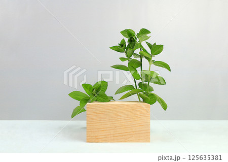 Abstract background with natural wooden podium and peppermint leaves, empty showcase for display or presentation of cosmetic products, minimal eco concept, selective focus. Abstract background with natural wooden podium and peppermint leaves, empty showcase for display or presentation of cosmetic products, minimal eco concept, selective focus. 125635381