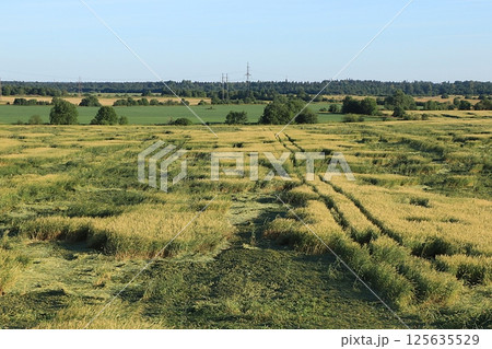 Russian field during haymaking on a sunny summer day. Blooming wild herbs and flowers, dandelions in the Russian outback, summer natural rural background, selective focus 125635529