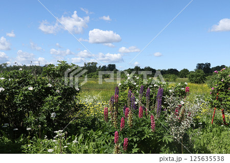Russian field on a sunny summer day. The flowering of wild grasses and wild rose, lupins in the Russian outback 125635538