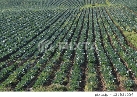 Russian field with cabbage on a sunny summer day. Growing vegetables in a village in the Russian outback, summer natural rural background, selective focus 125635554