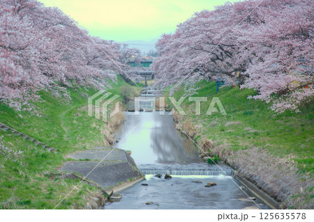 川沿いに咲く満開の桜 125635578