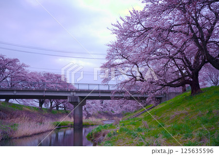 桜のある風景 125635596